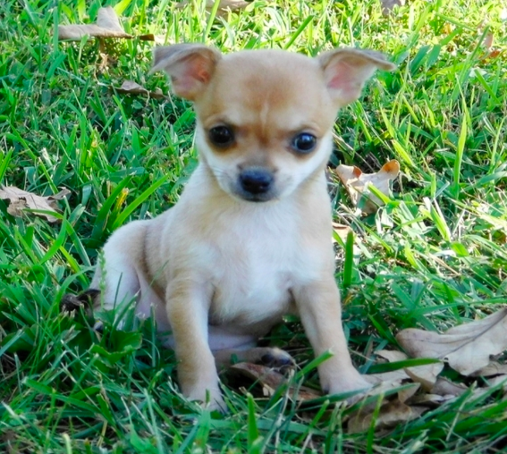 comprar cachorros sanos, baratos y asequibles para la venta